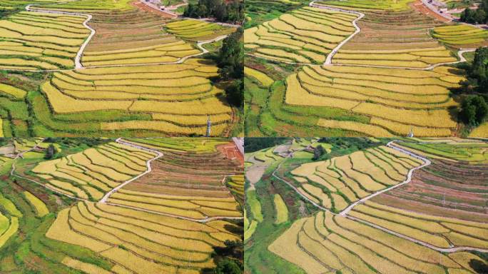 浙江仙居，杨丰山，梯田风光