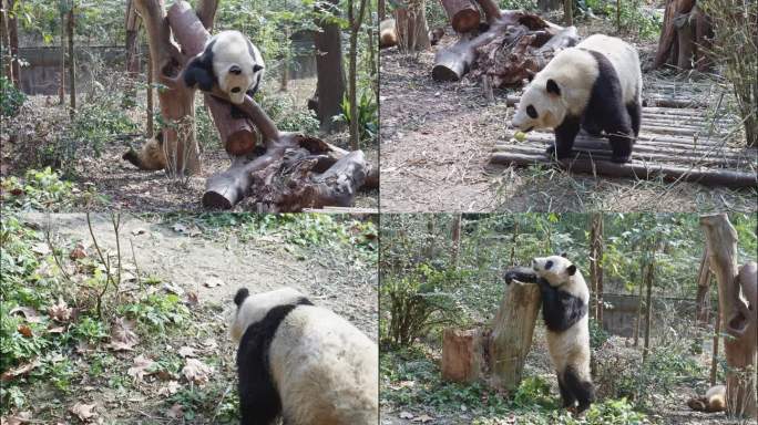 淘气的大熊猫和叶
