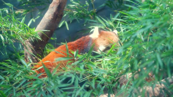 4K 武汉动物园 小熊猫 汉阳地标