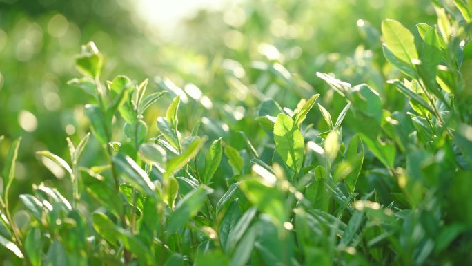 生态茶园 绿色有机茶叶 唯美意境 茶文化