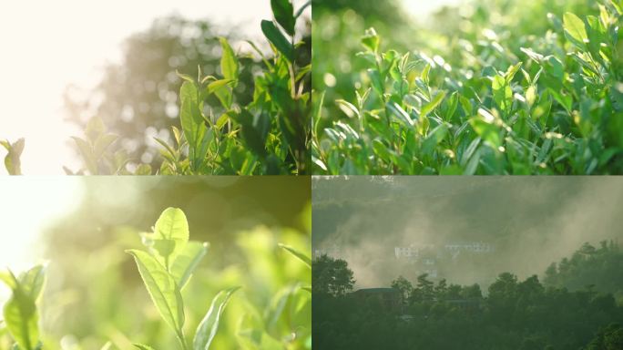 生态茶园 绿色有机茶叶 唯美意境 茶文化