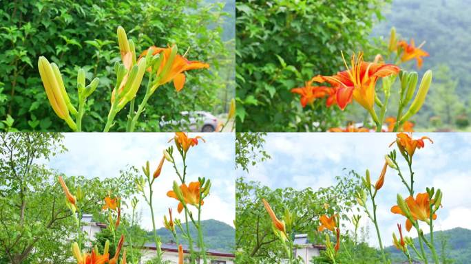 （4K合集）黄花菜萱草金针菜美食食物