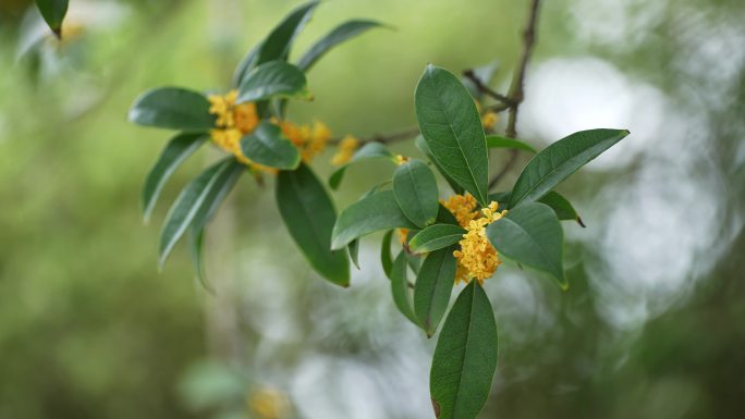 八月桂花开