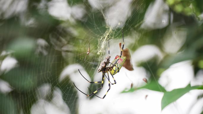 蜘蛛棒络新妇在网上捕食昆虫