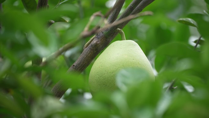 文旦柚子香泡