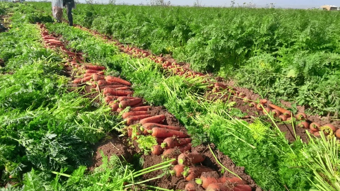 田野里丰收的胡萝卜