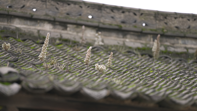 农村房顶瓦片上的植物 瓦松 苔藓