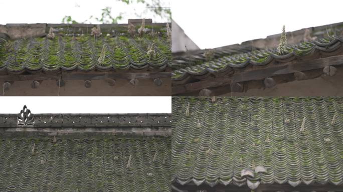 农村房顶瓦片上的植物 瓦松 苔藓