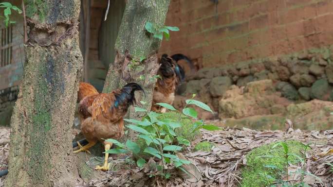 农家鸡农村房子庭院里的鸡