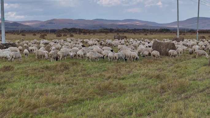 航拍呼伦贝尓羊群群