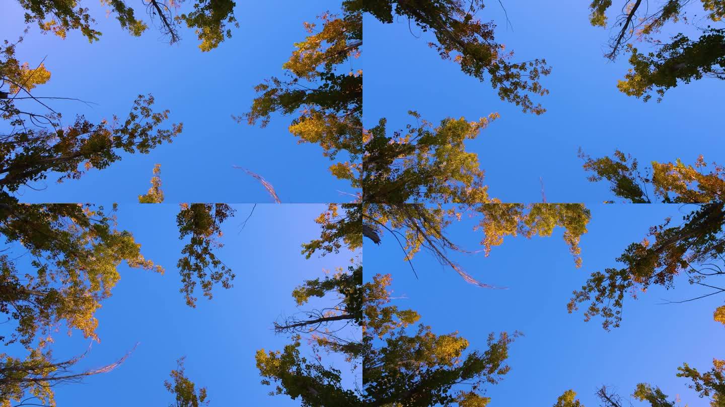仰拍大树蓝天下的树仰视仰拍树梢旋转镜头3