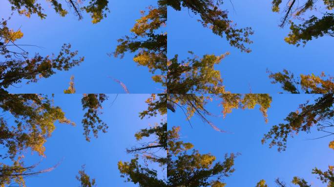 仰拍大树蓝天下的树仰视仰拍树梢旋转镜头3