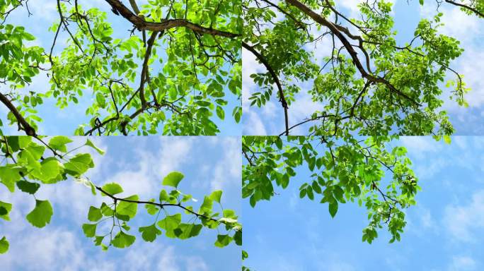 （4K合集）树木树叶蓝天白云