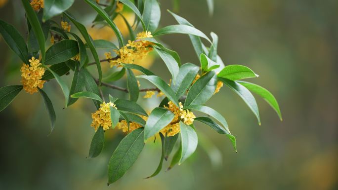 八月桂花开