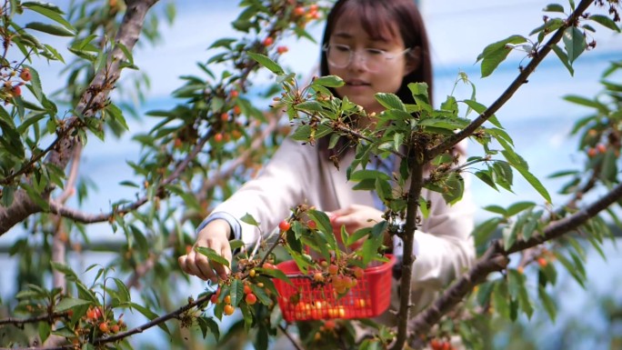 樱珠成熟 摘樱珠 水滴