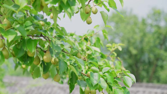 正在生长的梨树 生态果园