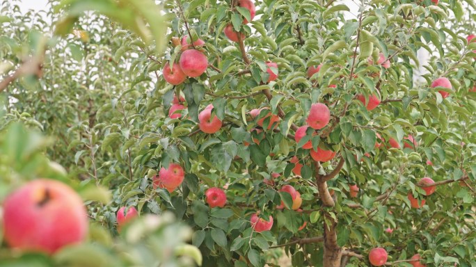 苹果 摘苹果 农村种植苹果
