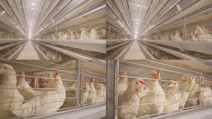 大型集约化养鸡场科学养鸡