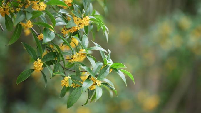 八月桂花开