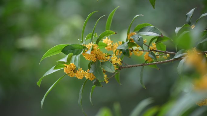 八月桂花开