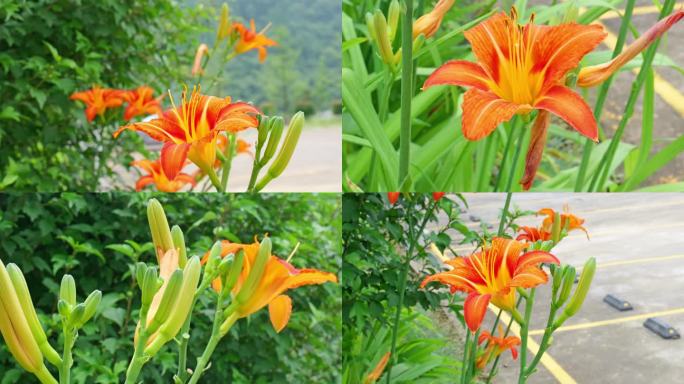 （4K合集）黄花菜萱草金针菜美食食物