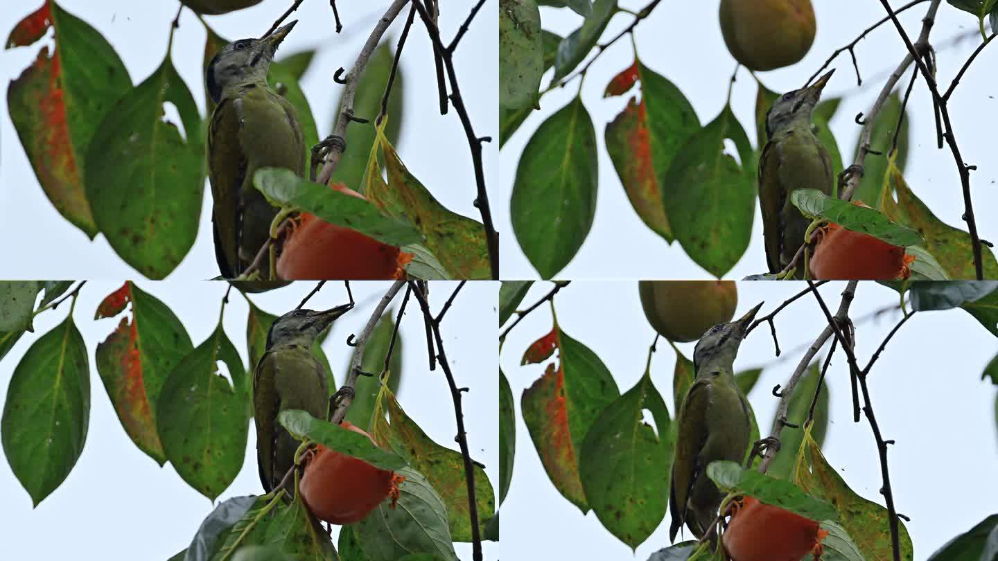 灰头绿啄木鸟柿子树上吃柿子
