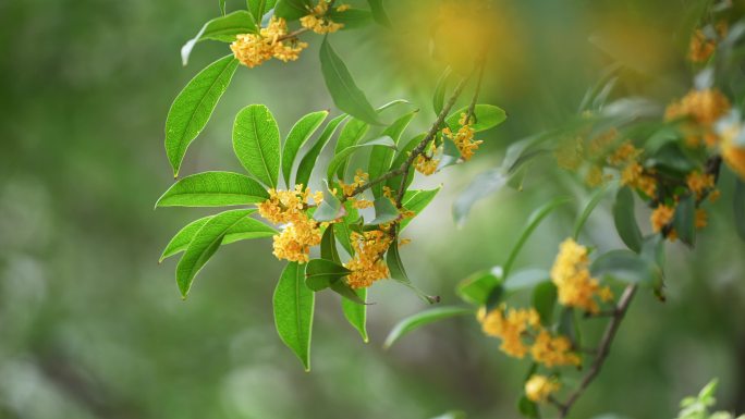 八月桂花开