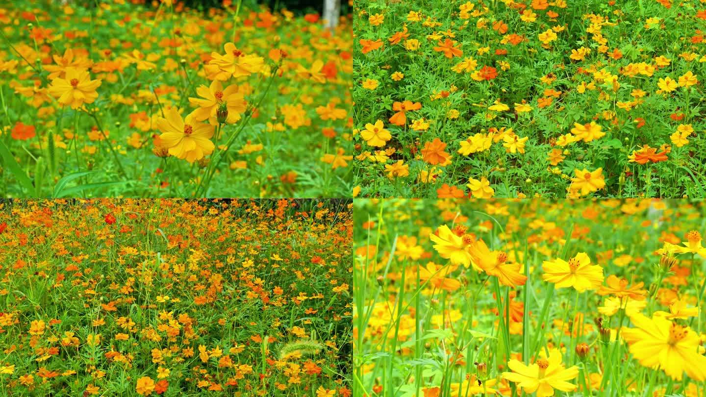 （4K合集）波斯菊唯美花朵园林花团