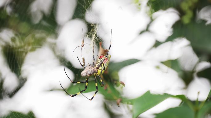 蜘蛛棒络新妇在网上捕食昆虫