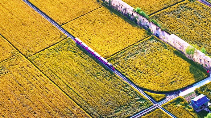 沈阳沈北稻梦空间稻田画小火车航拍