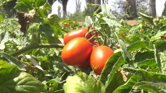 小番茄圣女果西红柿