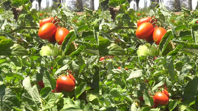 小番茄圣女果西红柿