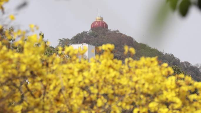 东莞东城新源路的黄花风铃木花4K地拍