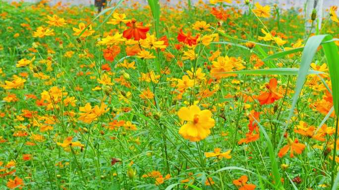 （4K合集）波斯菊唯美花朵园林花团