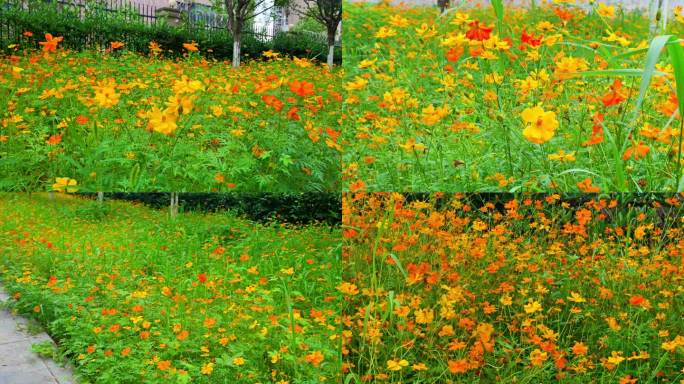 （4K合集）波斯菊唯美花朵园林花团