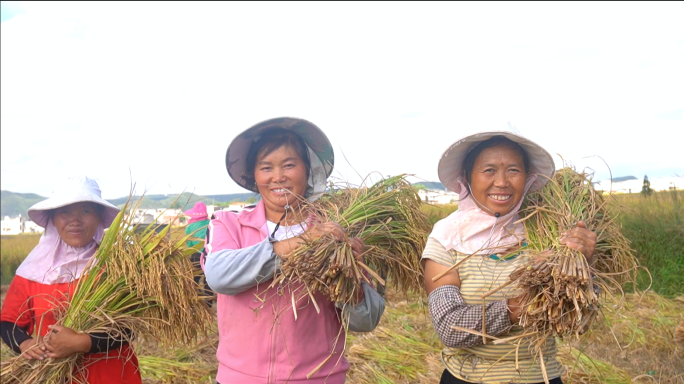 农业丰收水稻高清原创素材