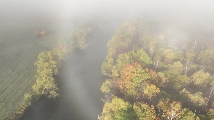 河流树木晨雾弥漫