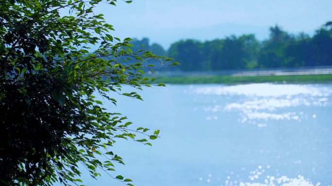 湖面波光粼粼自然写意
