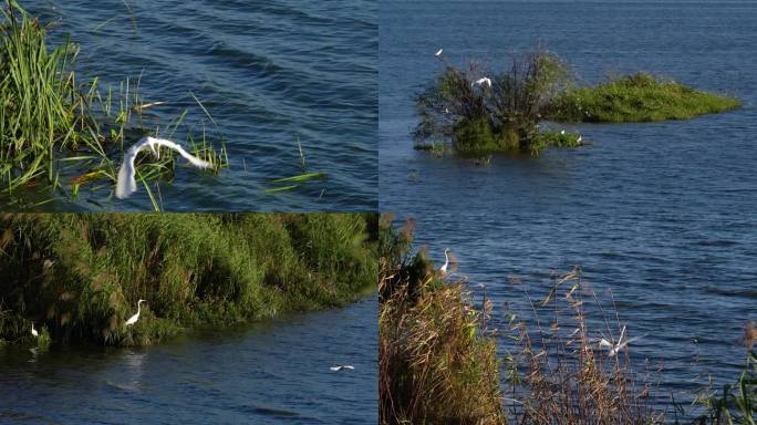 滇池湖畔歇息的白鹭鸶