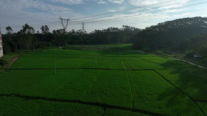 航拍粤西乡村生态农业基本农田稻谷种植