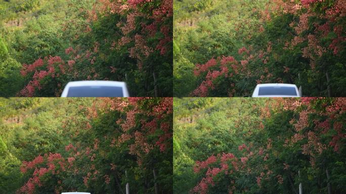 秋天的栾树花果实实拍4k空镜