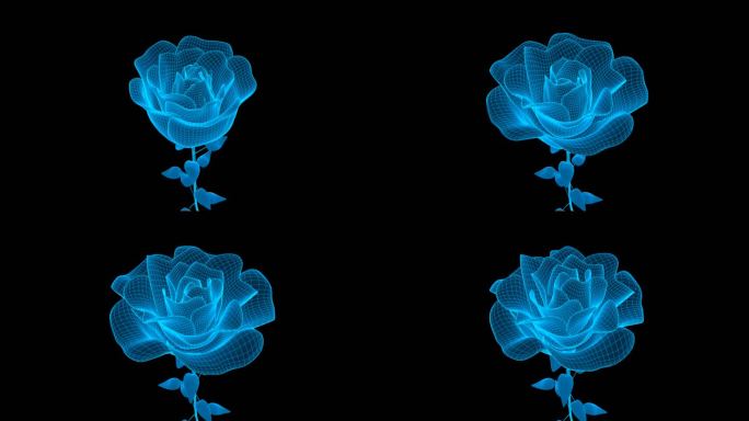 蓝色线框全息玫瑰花绽放动画带通道
