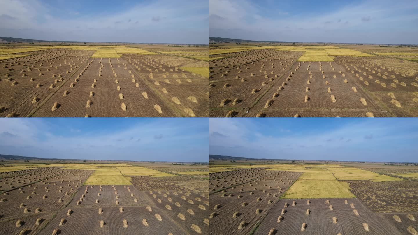 北大荒收割好的水稻稻子堆