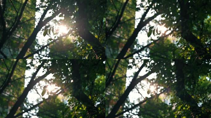 阳光穿过树叶空镜