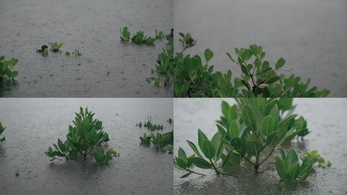 湿地城市雨景