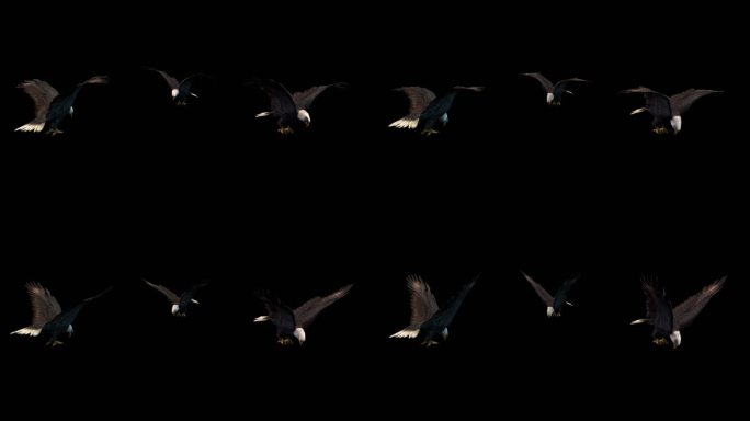 老鹰动画素材带通道