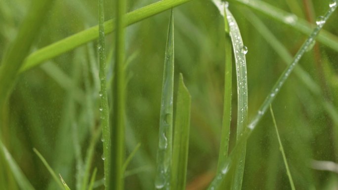 雨中小草雨珠落下唯美空境草地小草露珠露水