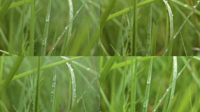 雨中小草雨珠落下唯美空境草地小草露珠露水