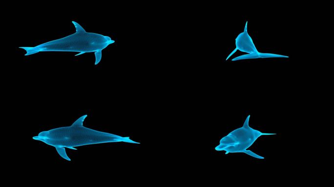 蓝色线框全息海豚动画素材带通道