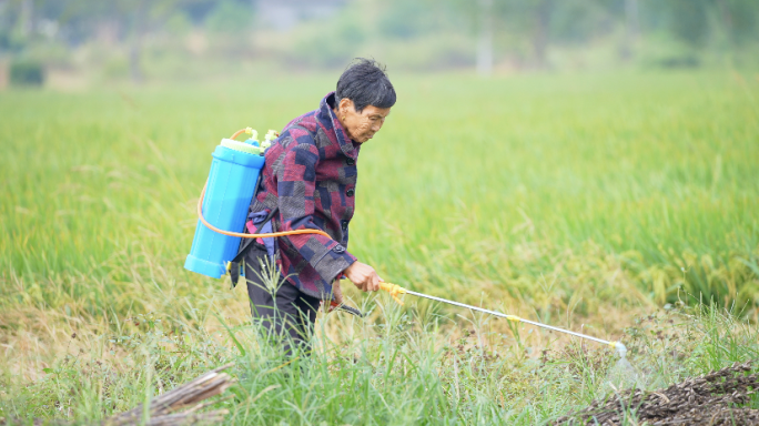 老人农民田地农活除草剂喷杀虫剂